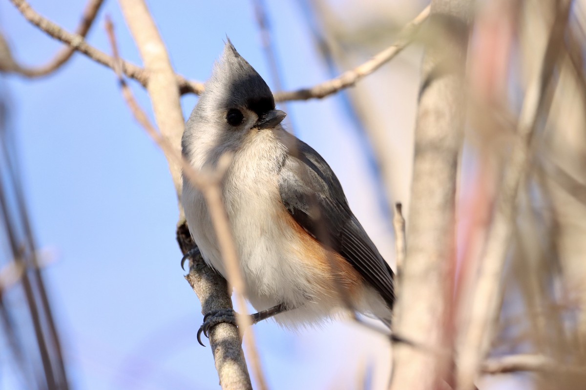 Tufted Titmouse - ML543156331