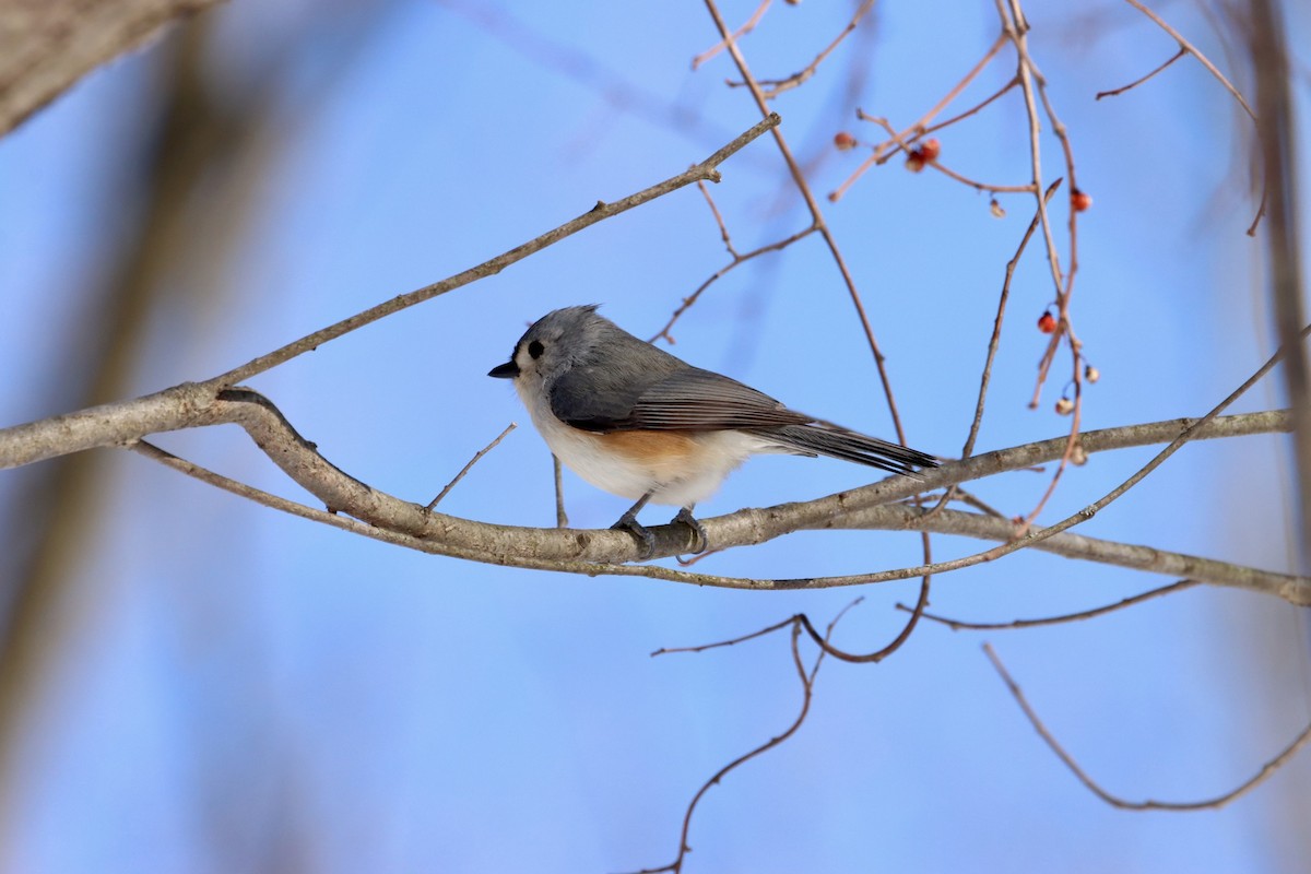 Tufted Titmouse - ML543156341