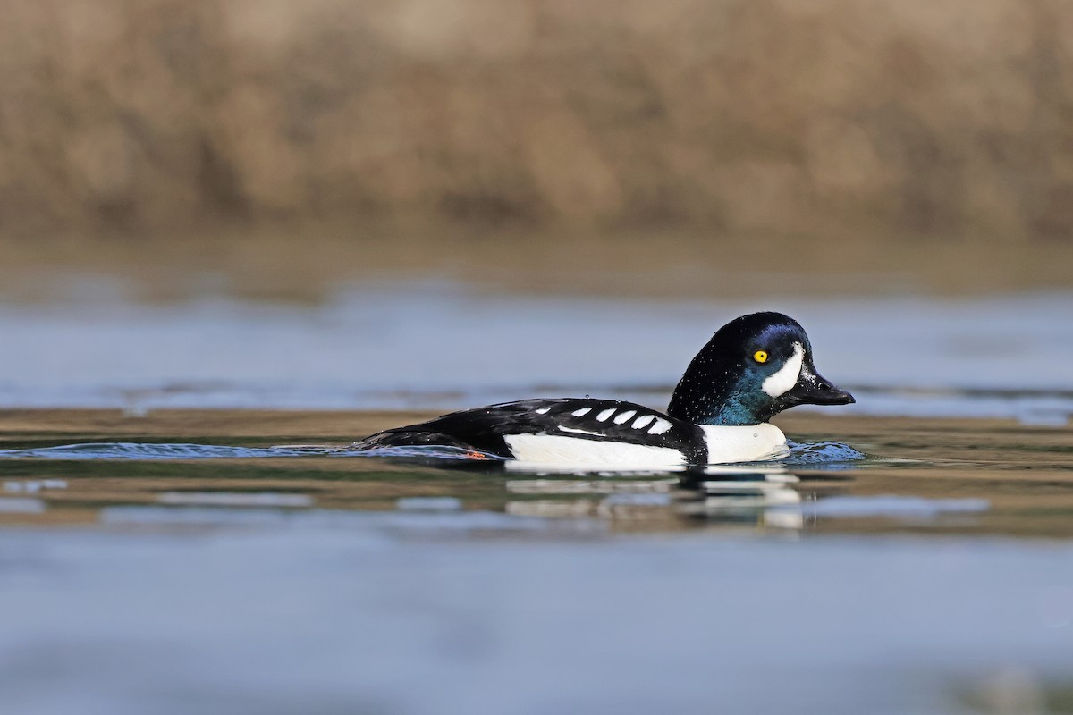 Barrow's Goldeneye - ML543156661