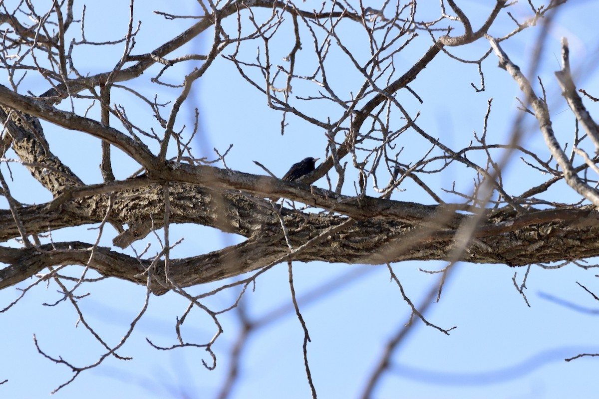 European Starling - ML543156711