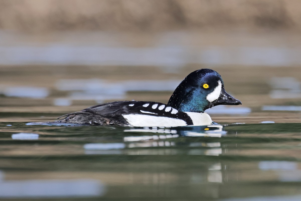 Barrow's Goldeneye - ML543156821