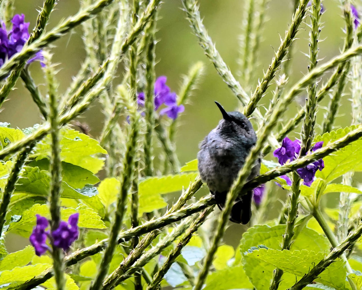 Blue-chested Hummingbird - ML543156911