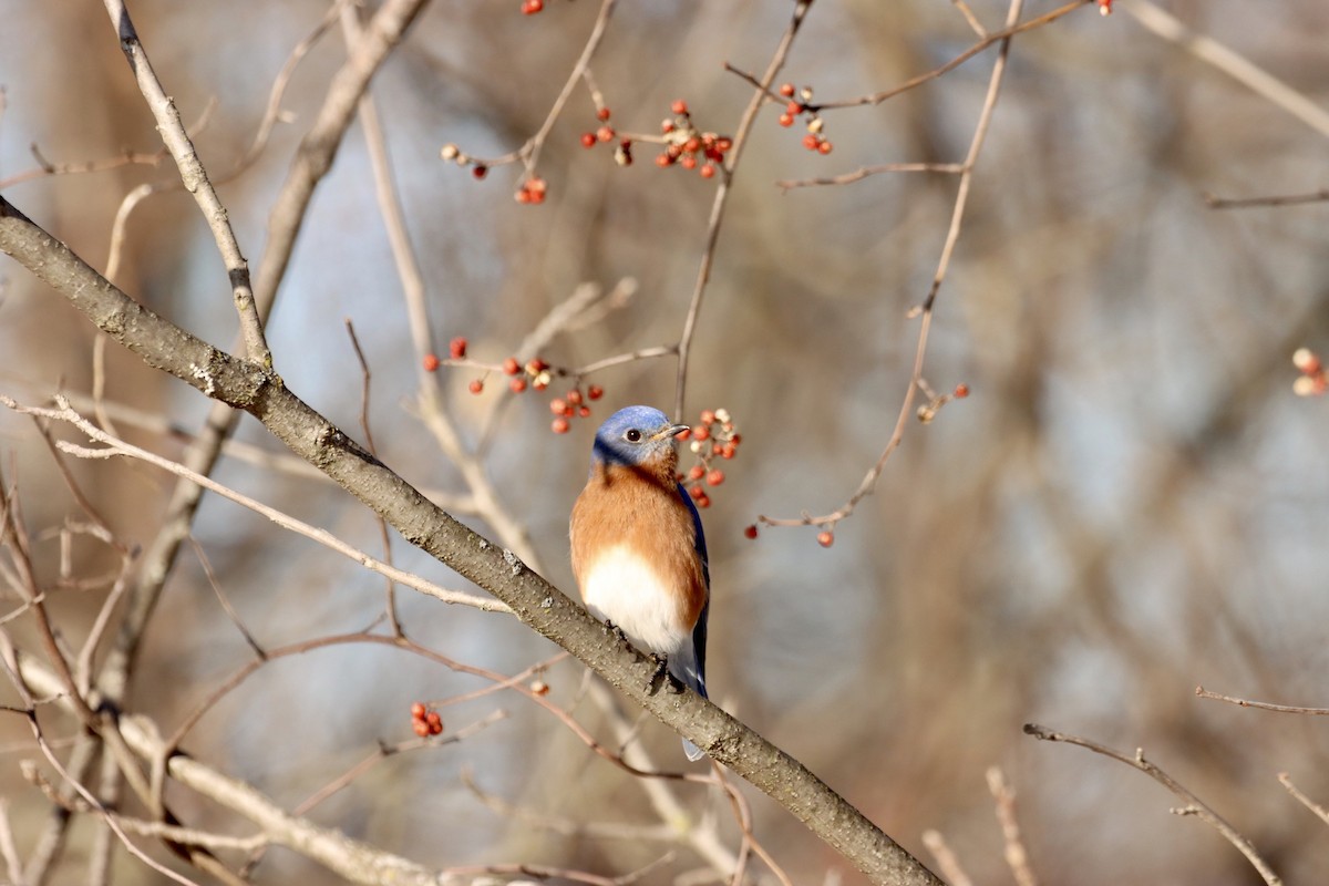 Eastern Bluebird - ML543157111