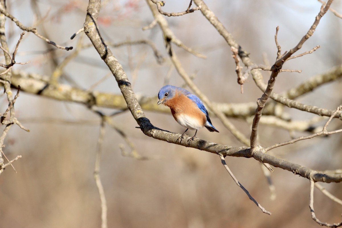 Eastern Bluebird - ML543157131