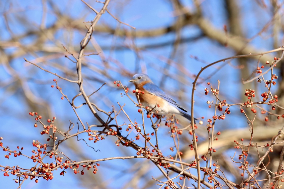 Eastern Bluebird - ML543157141