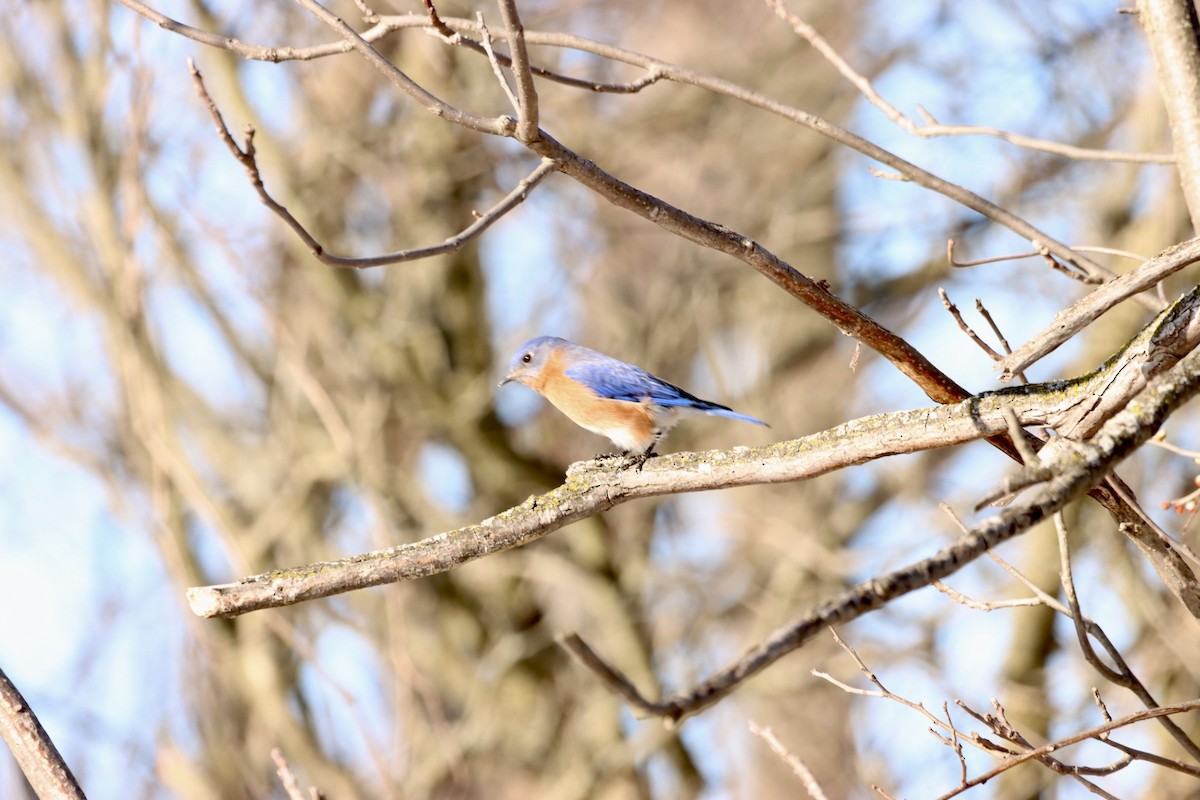 Eastern Bluebird - ML543157151