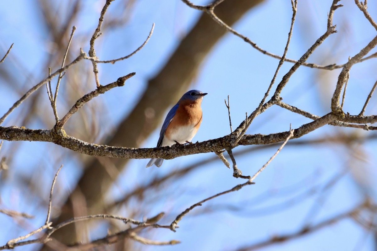 Eastern Bluebird - ML543157161