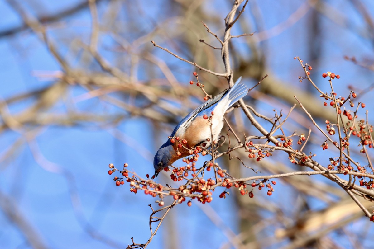 Eastern Bluebird - ML543157181