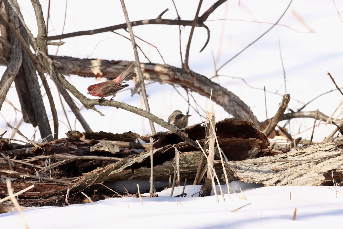 House Finch - ML543157291