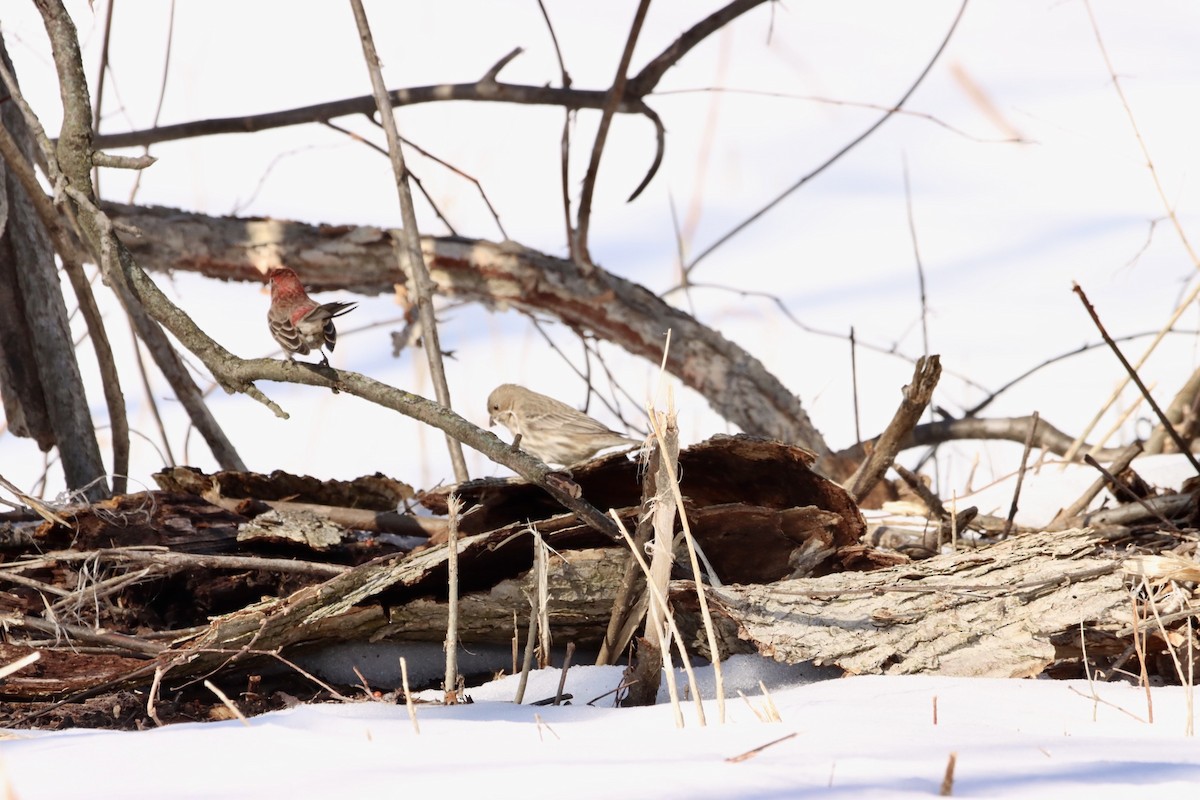 House Finch - ML543157301