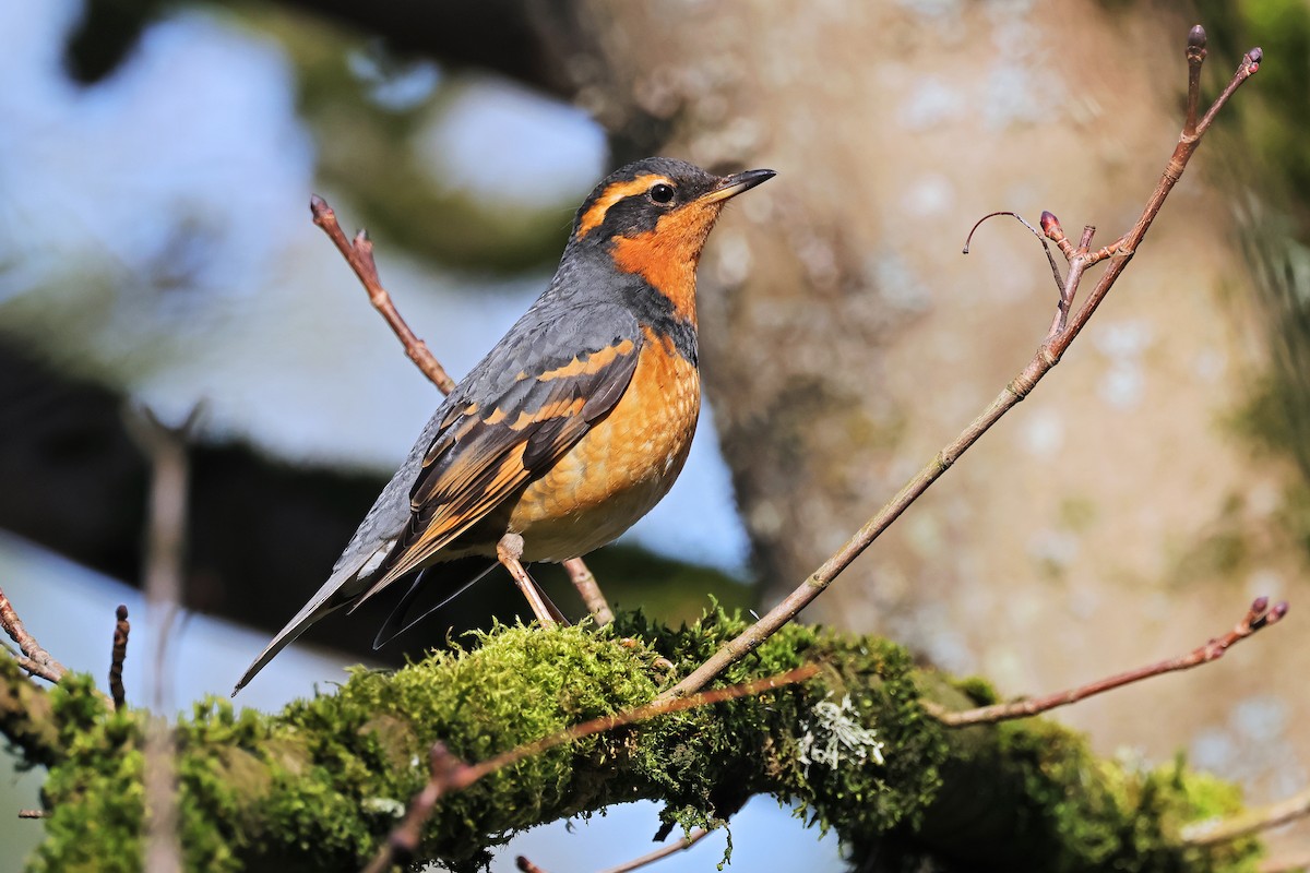 Varied Thrush - ML543157451