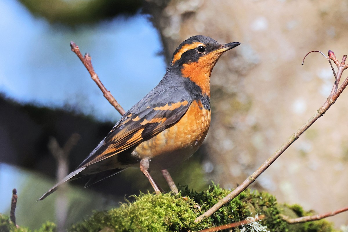 Varied Thrush - Nathan Wall