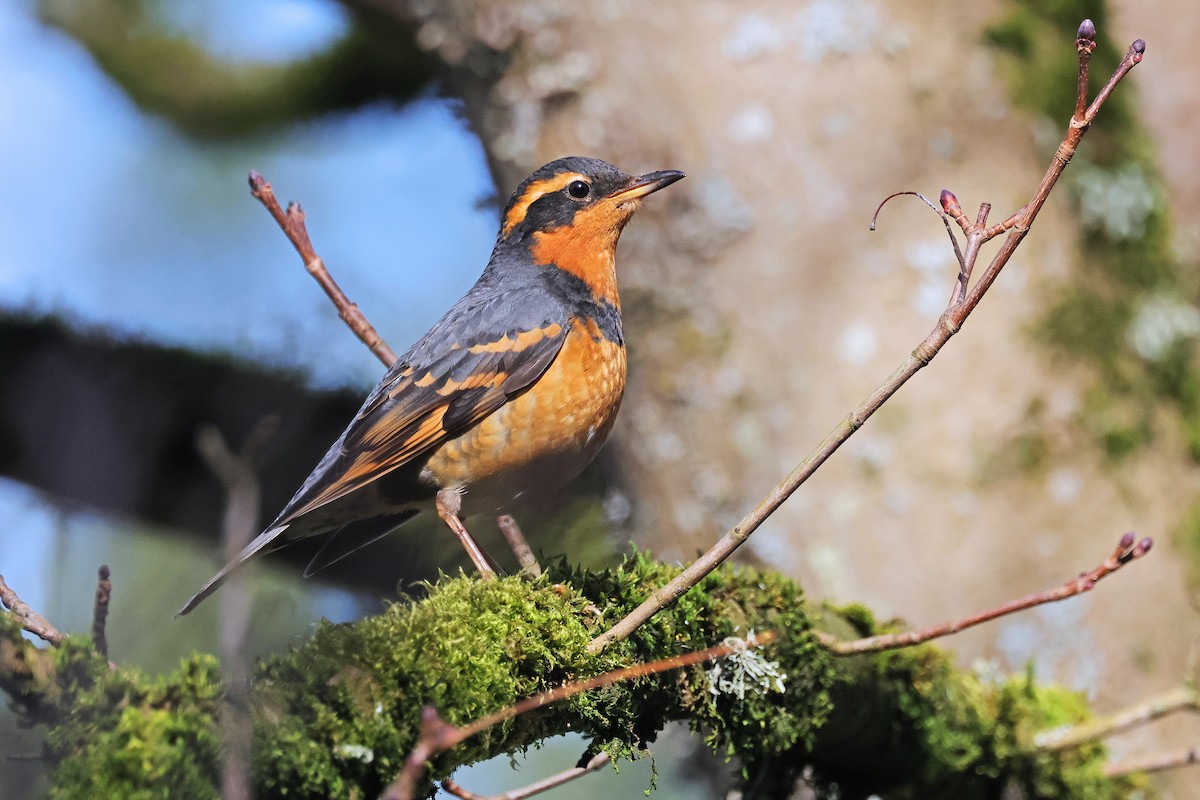 Varied Thrush - ML543157651