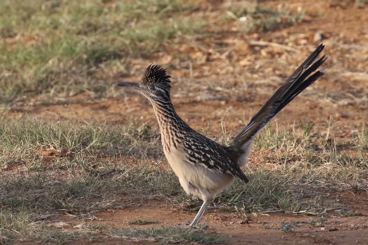 Greater Roadrunner - ML543159461