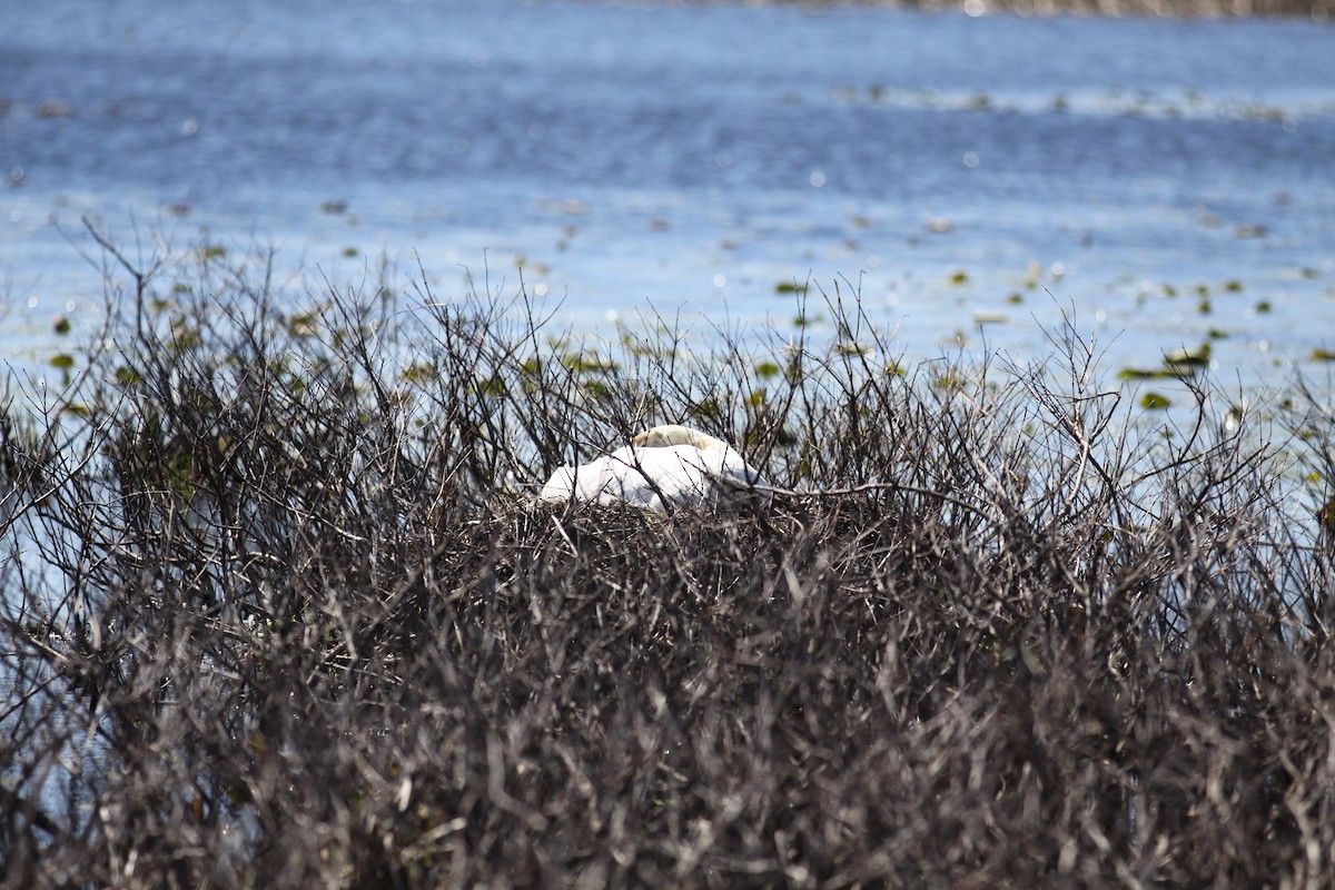 Mute Swan - ML543160441