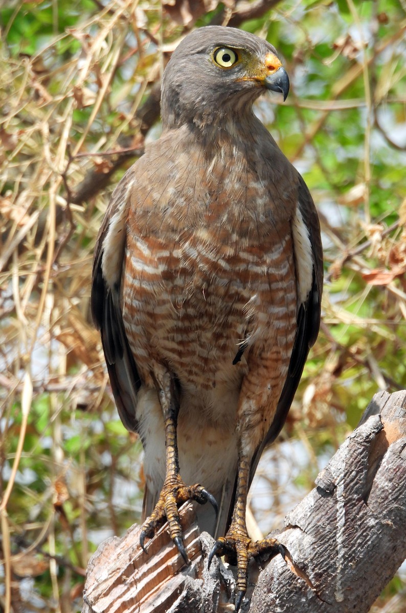 Roadside Hawk - ML543161091