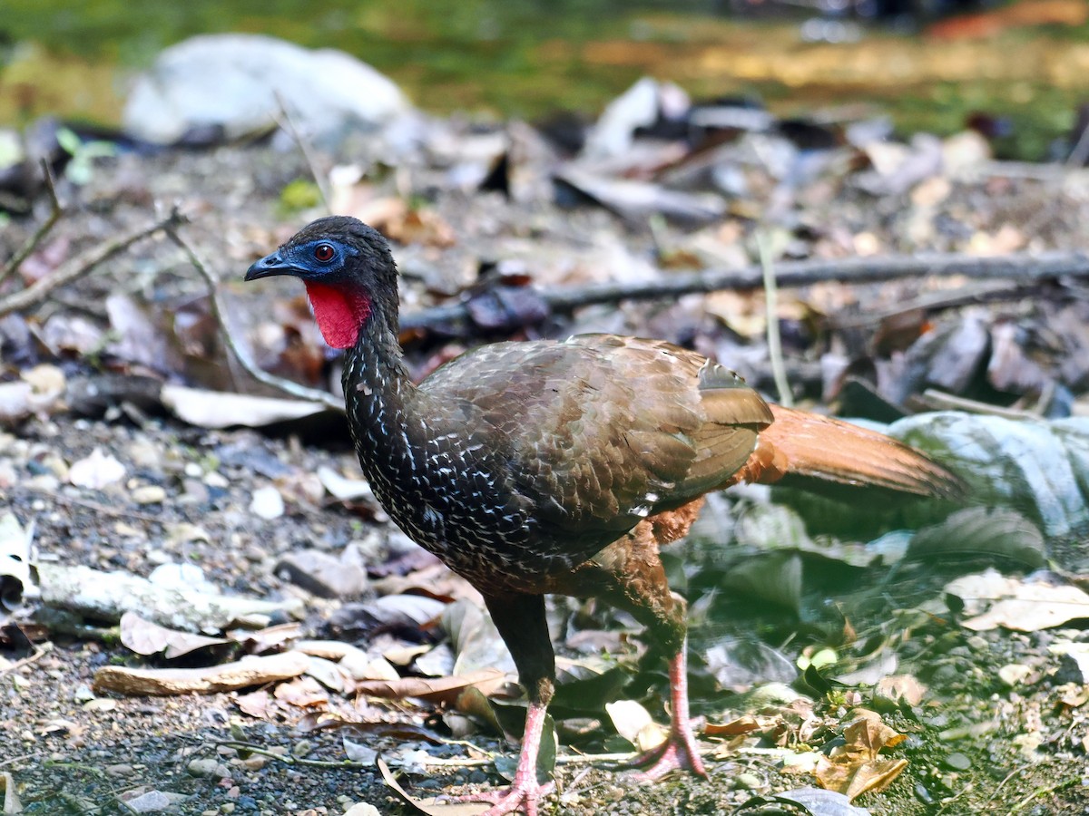 Crested Guan - Gabriel Willow