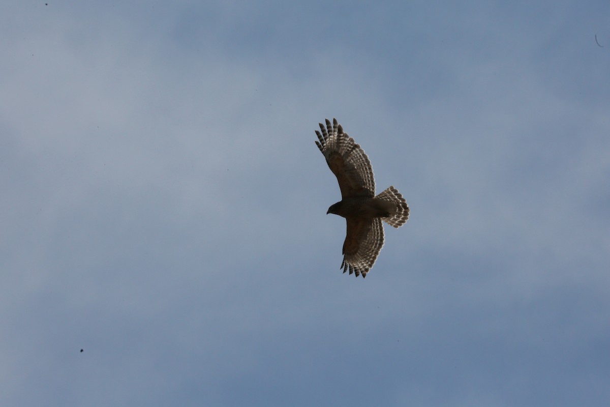 Red-shouldered Hawk - Ron Sempier