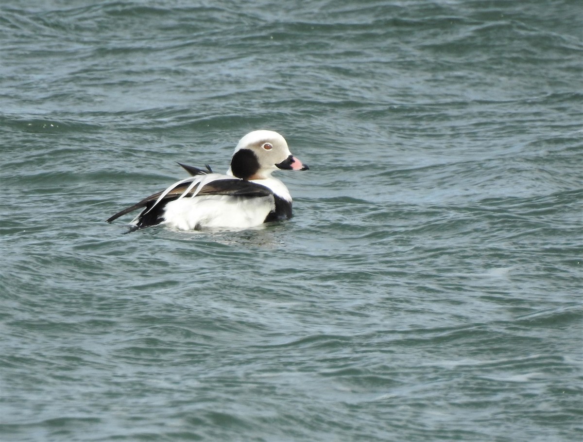 Long-tailed Duck - ML543161491