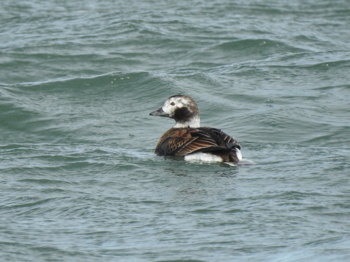 Long-tailed Duck - ML543161501