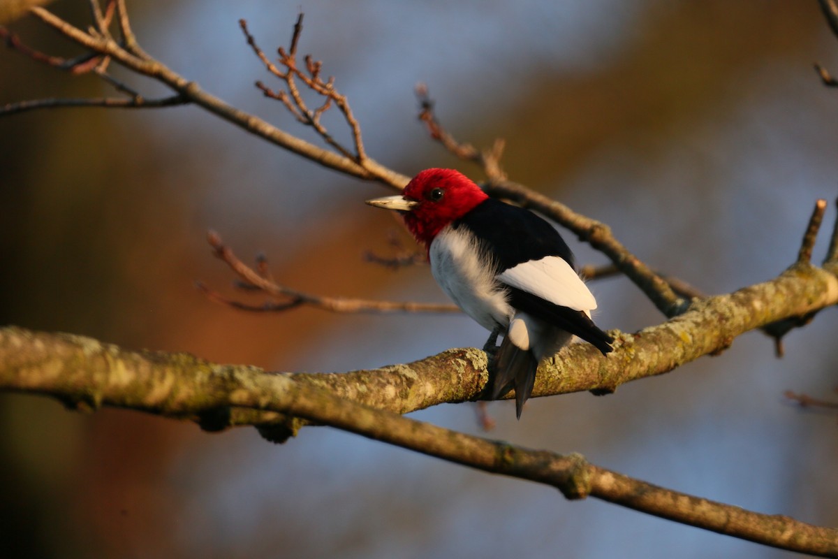 Red-headed Woodpecker - ML543161731