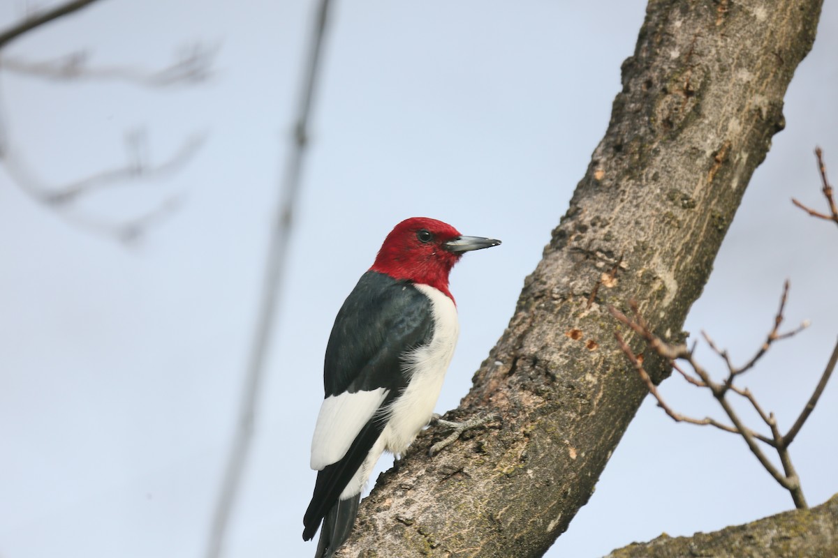 Red-headed Woodpecker - ML543162101