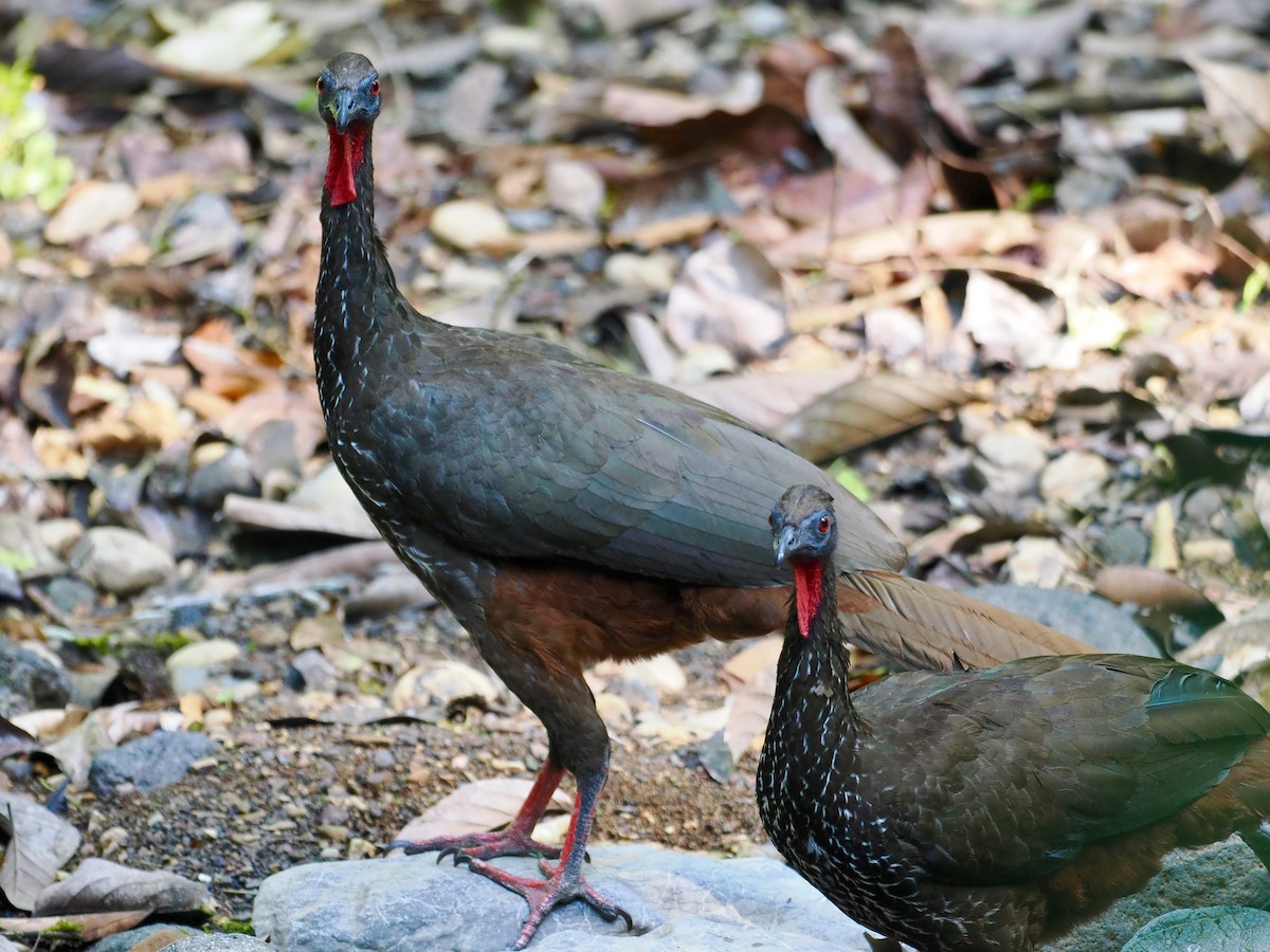 Crested Guan - Gabriel Willow