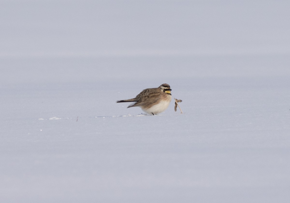 Horned Lark - ML543162971