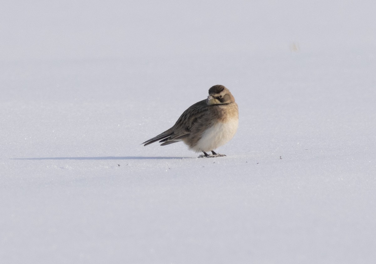 Horned Lark - ML543162981