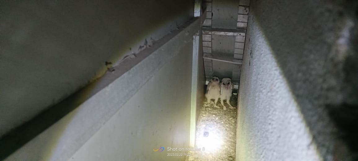 Eastern Barn Owl - ML543163661