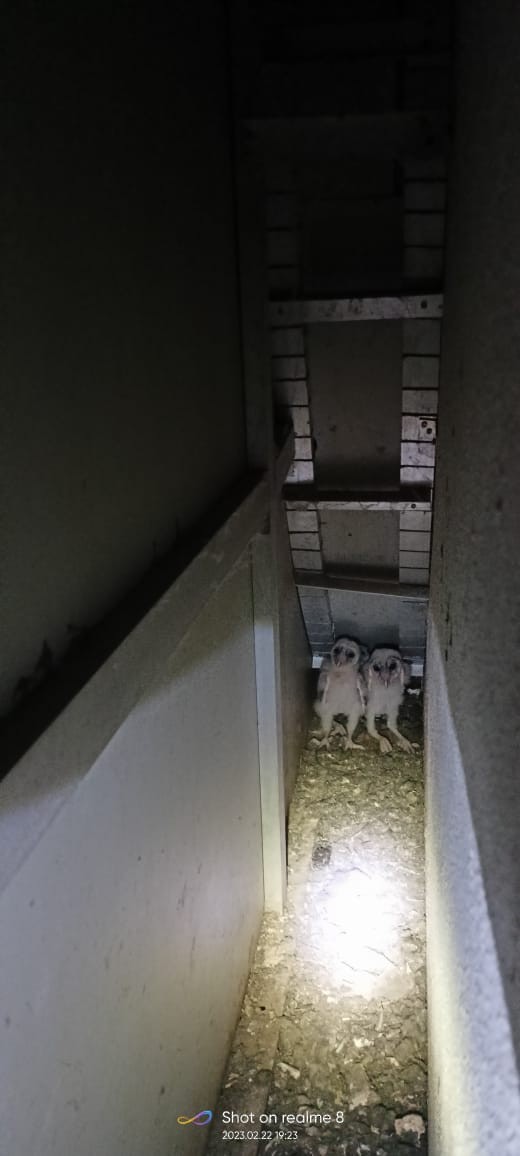 Eastern Barn Owl - ML543163671