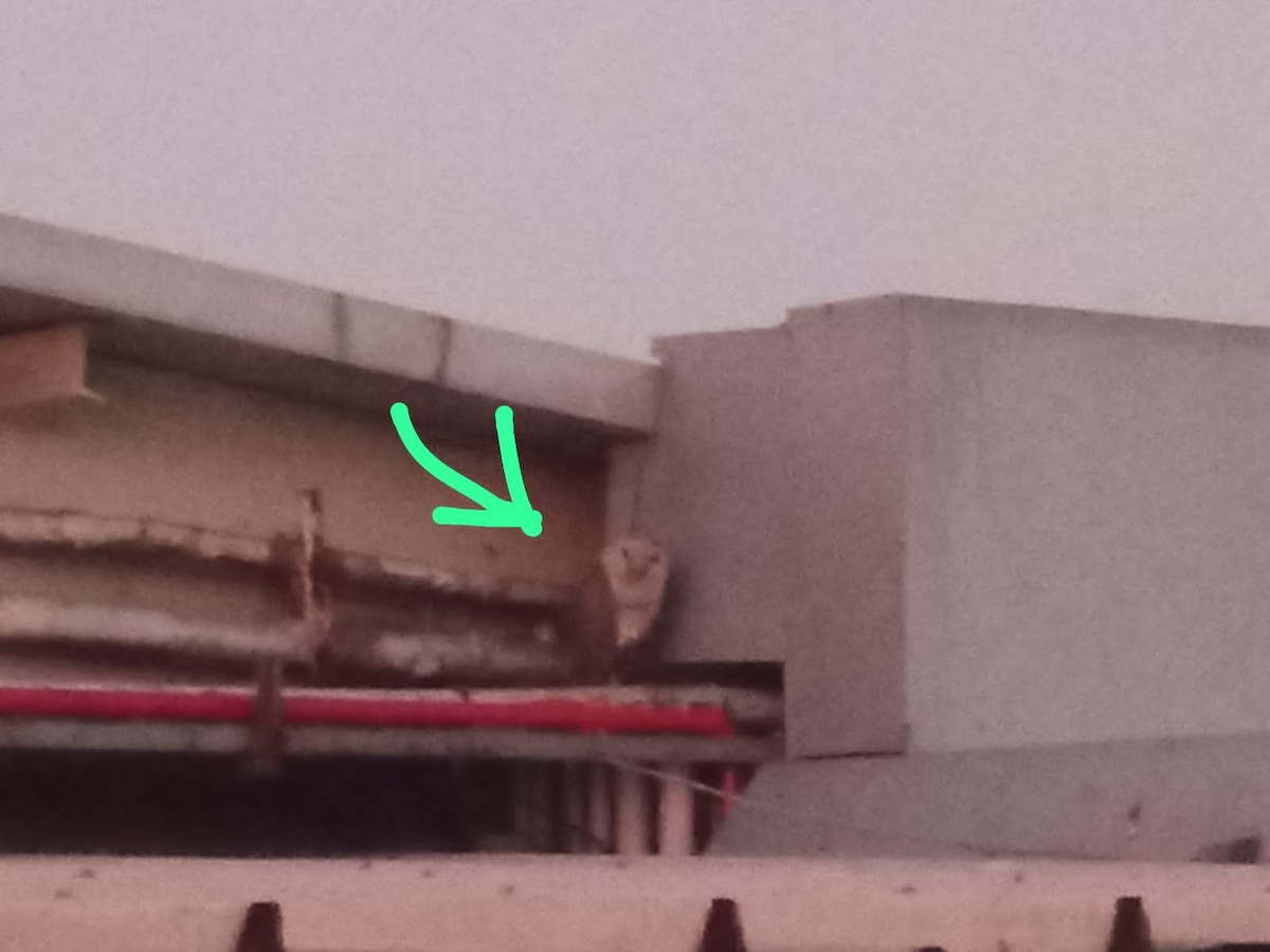 Eastern Barn Owl - ML543163681