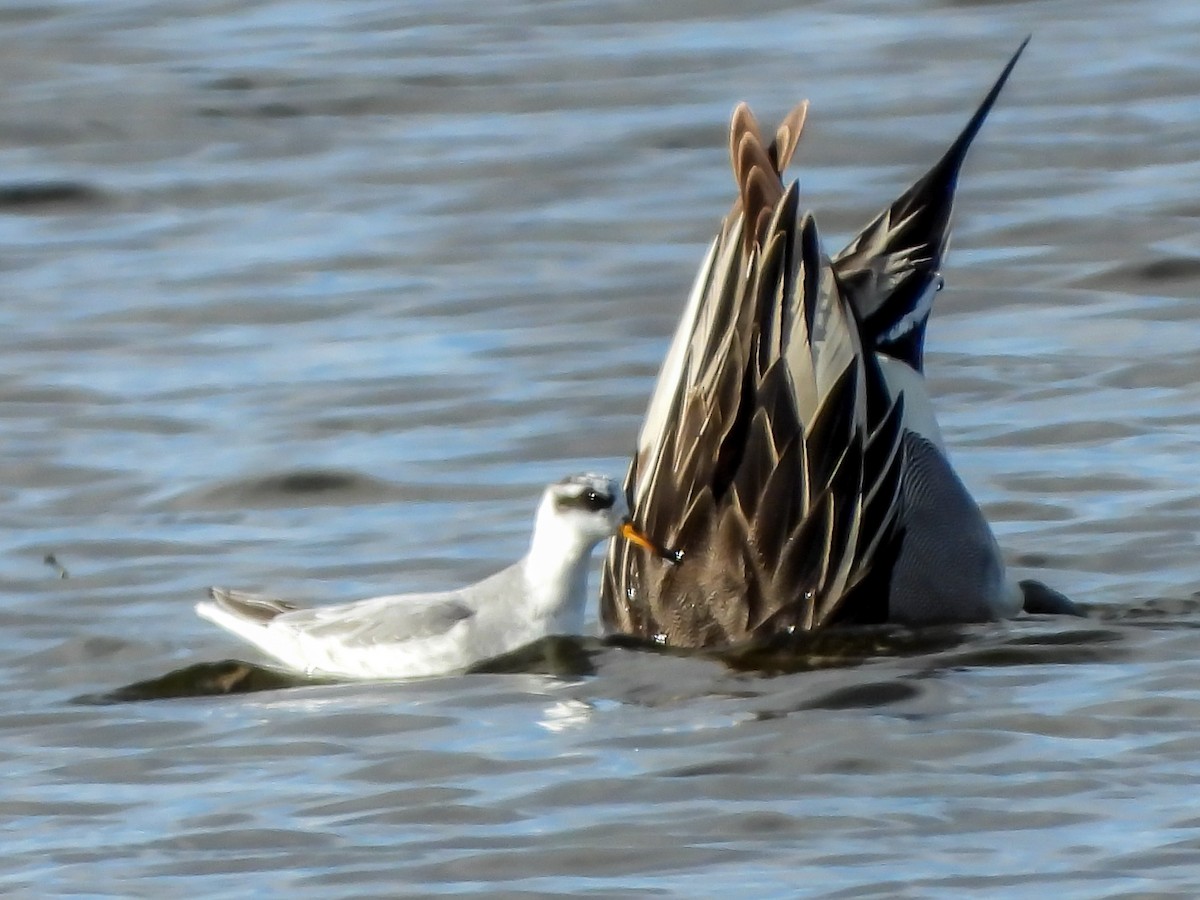 Red Phalarope - Doug Smith