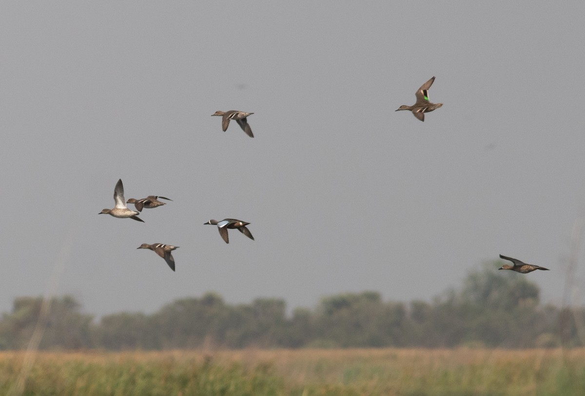 Green-winged Teal - ML543165461