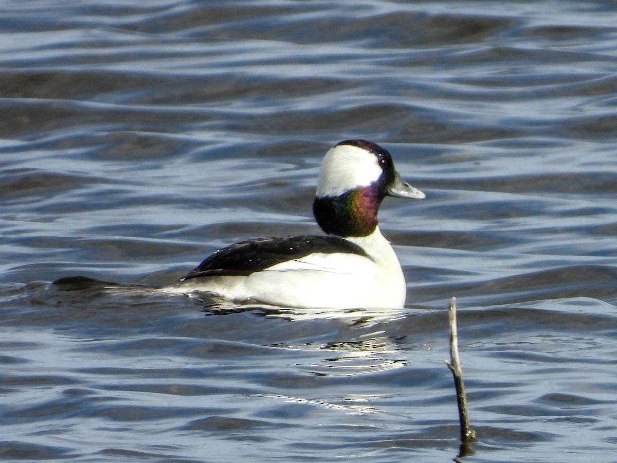 Bufflehead - ML543165521