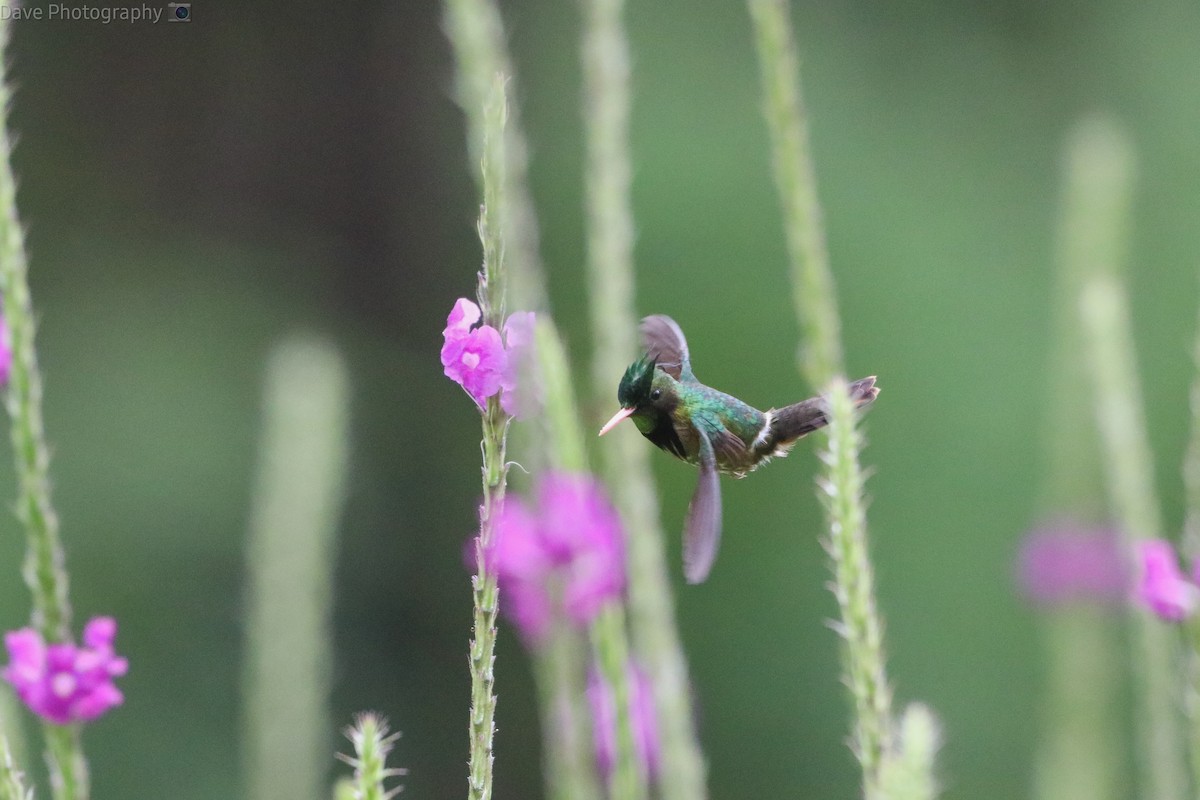 Black-crested Coquette - ML543166521