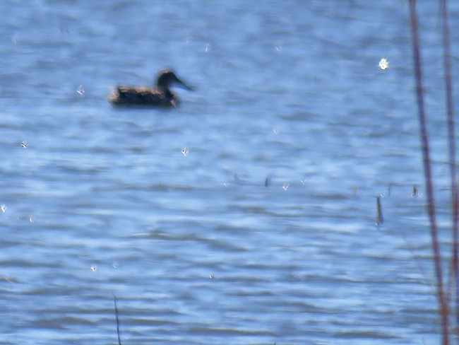 Northern Shoveler - ML543166691