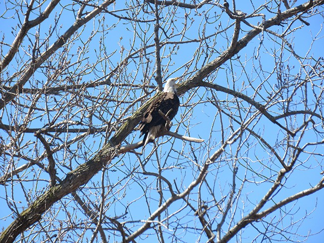 Bald Eagle - ML543167001