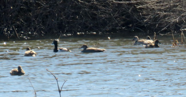 Ring-necked Duck - ML543167921