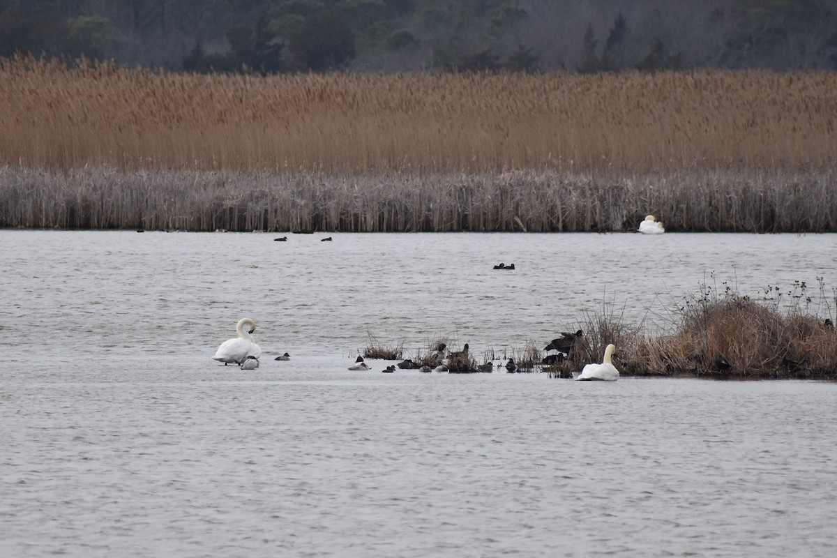 Canvasback - Kristi Beatty