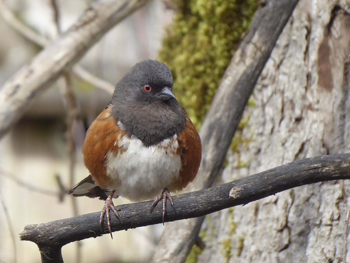 Spotted Towhee - ML543169061