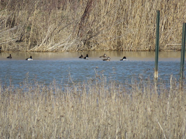 Ring-necked Duck - ML543169111