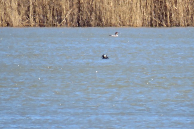 Hooded Merganser - ML543169171