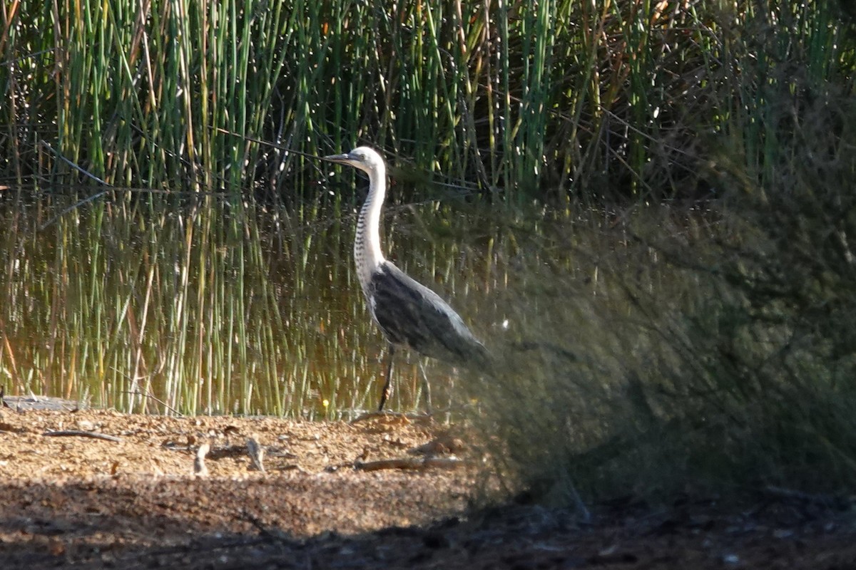 Pacific Heron - ML543169641