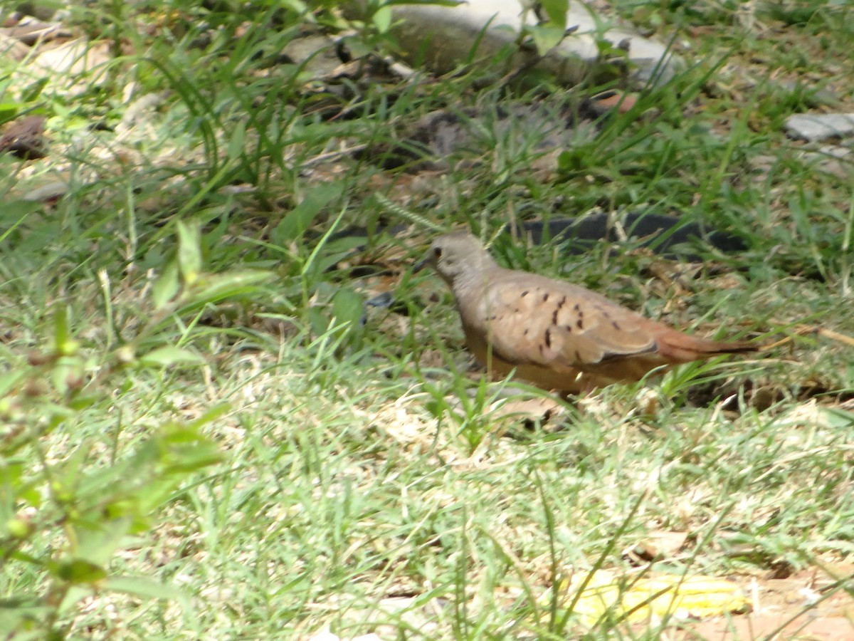 Common Ground Dove - ML543170521