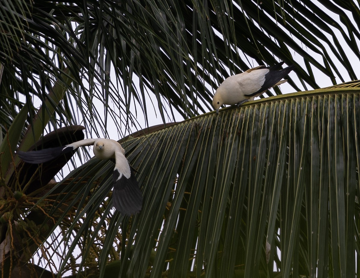 Pied Imperial-Pigeon - ML543170971