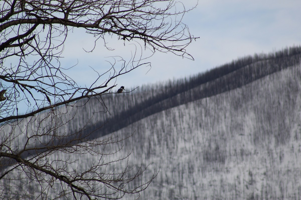 Belted Kingfisher - ML543171461