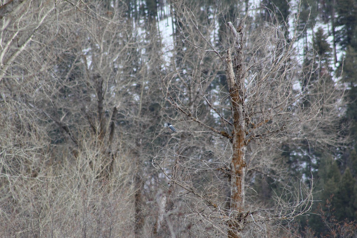 Belted Kingfisher - ML543171741