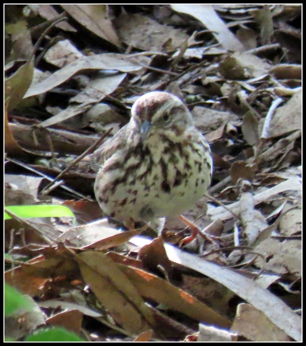 Song Sparrow - ML543172431