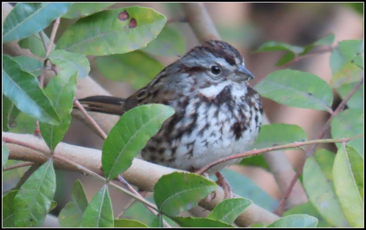 Song Sparrow - ML543172441